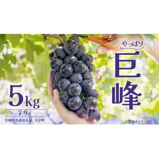 巨峰 5kg (7～9房) 【2026年7月上旬発送開始】(茨城県共通返礼品：大子町)
