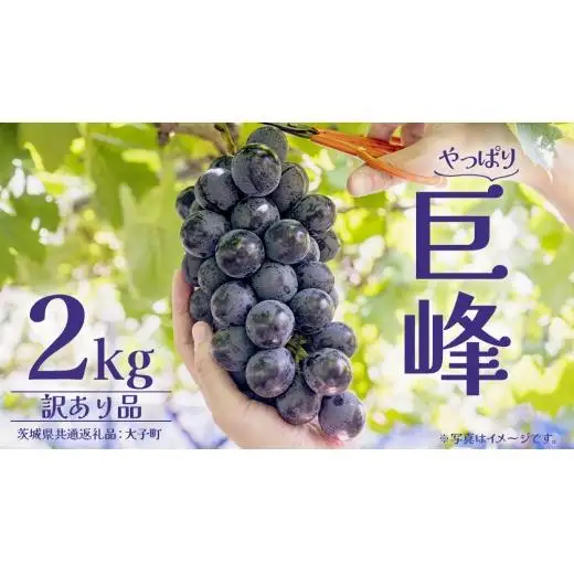 【 訳あり 】 巨峰 2kg 【2026年10月上旬発送開始】(茨城県共通返礼品：大子町)