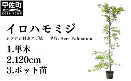 イロハモミジ（伊呂波紅葉）苗木 単木 樹高1.2m前後 ポット苗 シンボルツリー 落葉樹 植木 庭木【価格改定】