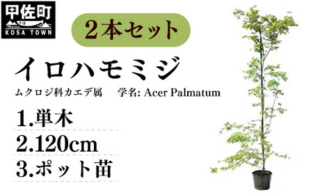 イロハモミジ（伊呂波紅葉）苗木 単木 樹高1.2m前後 2本セット ポット苗 シンボルツリー 落葉樹 植木 庭木【価格改定】