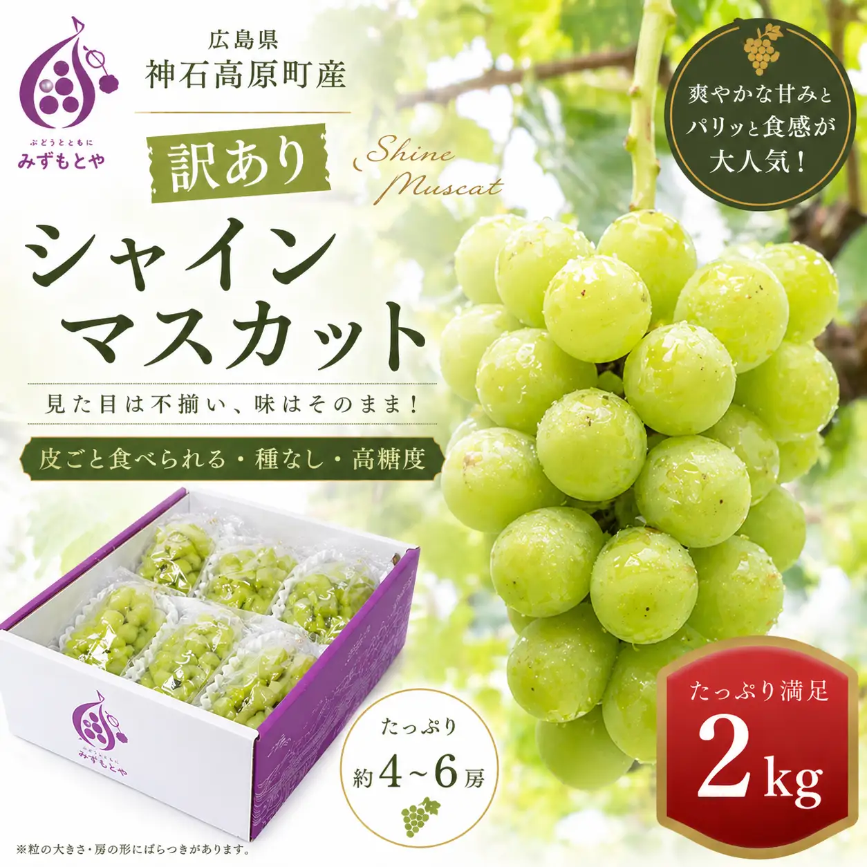 【先行予約】＜訳あり＞ 神石高原町産 シャインマスカット 約2kg｜種なし・皮ごと食べられる人気品種（ご家庭用）《9月中旬-11月中旬出荷予定(土日祝除く)》期間限定 フルーツ 果物 ブドウ ぶどう 甘い 濃厚