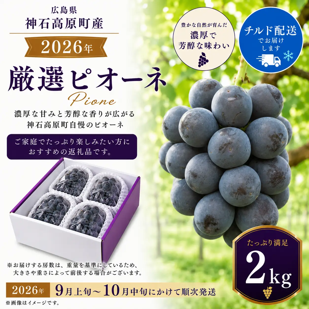 【2026年先行予約】厳選ピオーネ 約2kg｜高原の寒暖差が育てた濃密な甘み（チルド便）《9月上旬-10月中旬出荷予定》期間限定 フルーツ 果物 ぶどう ブドウ 神石高原町 広島県