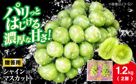 シャインマスカット 約1.2kg（2房）[APCR003] シャインマスカット