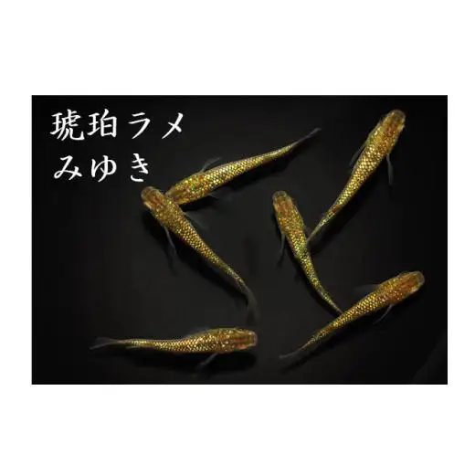 メダカ「琥珀ラメみゆき」2ペア