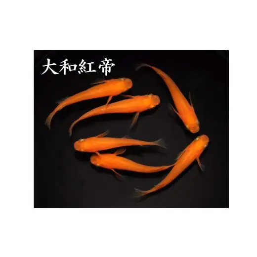 メダカ「大和紅帝」2ペア