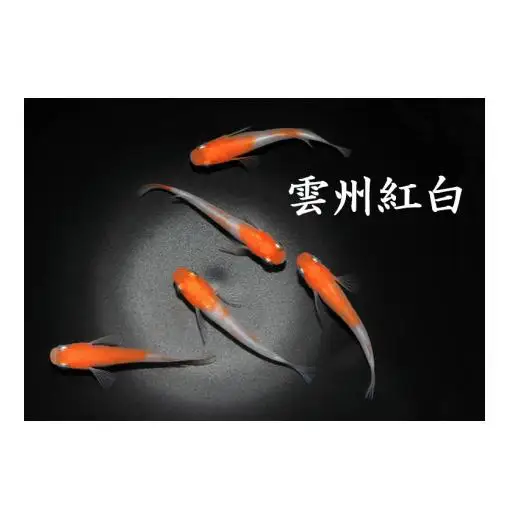 メダカ「雲州紅白」3ペア