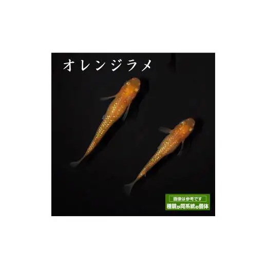 メダカ「オレンジラメ」3ペア