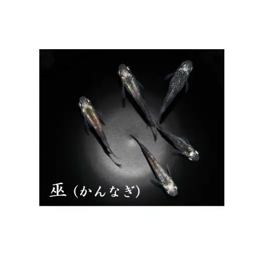 メダカ「巫（かんなぎ）」2ペア