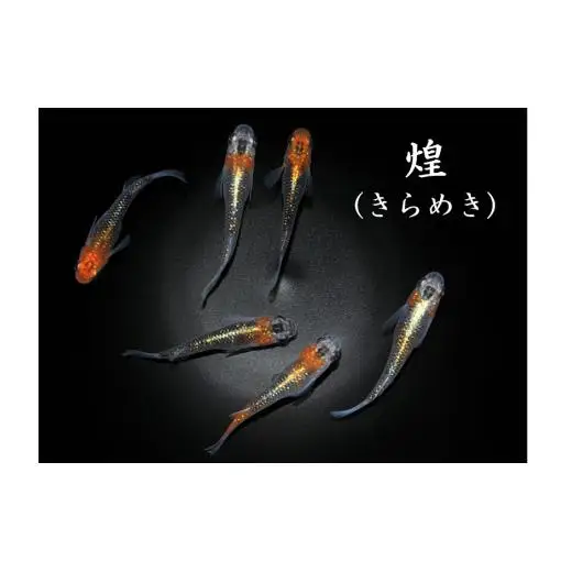 メダカ「煌（きらめき）」3ペア