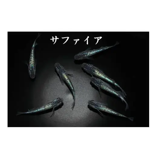 メダカ「サファイア」1ペア