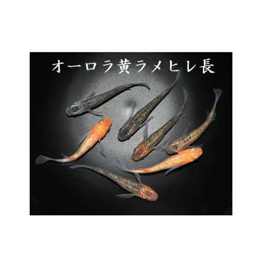 メダカ「オーロラ黄ラメヒレ長」1ペア