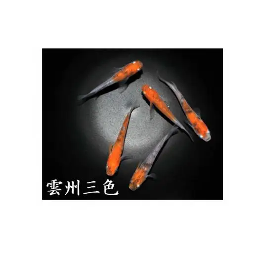 メダカ「雲州三色」3ペア