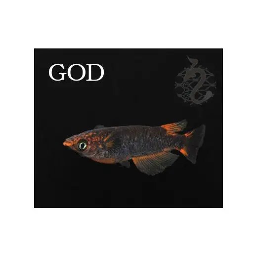 メダカ「GOD」3ペア