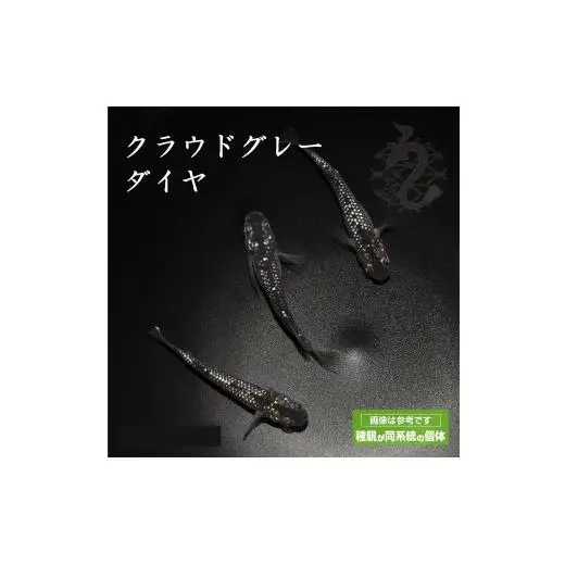 メダカ「クラウドグレーダイヤ」1ペア