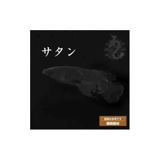 メダカ「サタン」1ペア