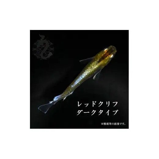 メダカ「レッドクリフ・ダークタイプ」1ペア