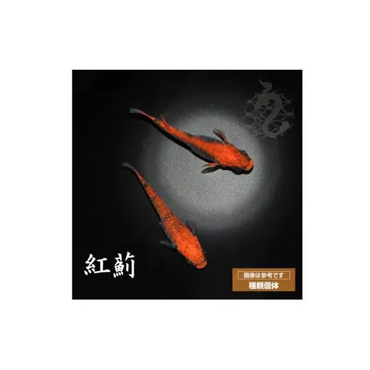 メダカ「紅薊」2ペア