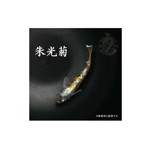メダカ「朱光菊（Aクラス）」3ペア