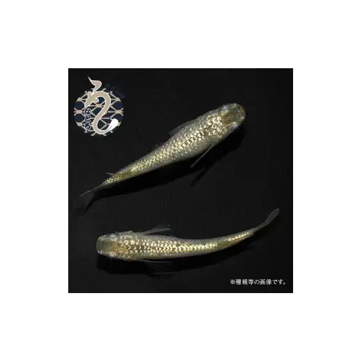 メダカ「すずらん」2ペア