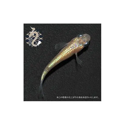 メダカ「ヒミツヘイキ」3ペア