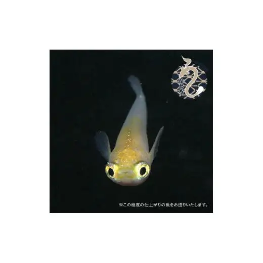 メダカ「ポニョ」3ペア