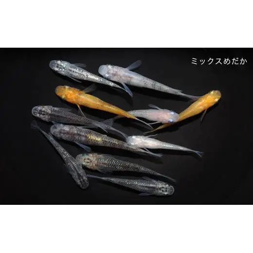「ミックスめだかスターターキット」