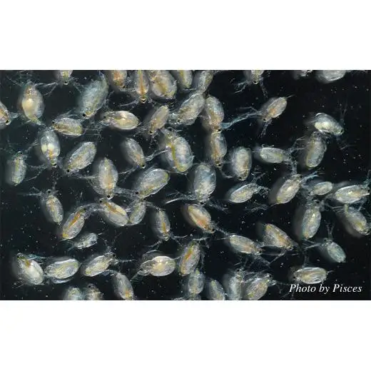 メダカ餌用「ミジンコ繁殖セット」