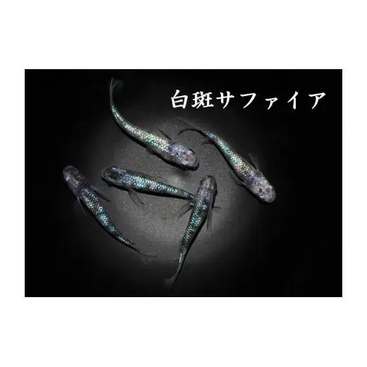 メダカ「白斑サファイア」2ペア