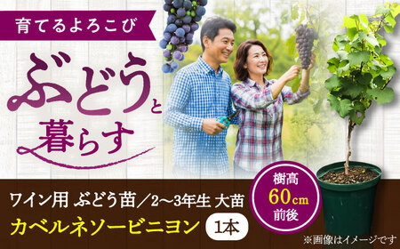ワイン用 ブドウ苗(カベルネソービニヨン用) 6号鉢入り 2?3年生 大苗 樹高60cm前後 ぶどう  BHCQ004