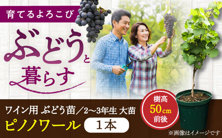 ワイン用 ブドウ苗(ピノノワール)6号鉢入り 2~3年生 大苗 樹高50cm前後 苗 BHCQ006