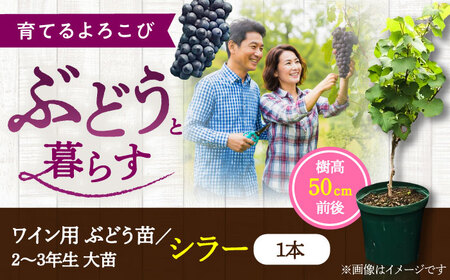 ワイン用ブドウ苗(シラー シラーズ)6号鉢入り 2~3年生 大苗 樹高50cm前後 苗 苗木 BHCQ008