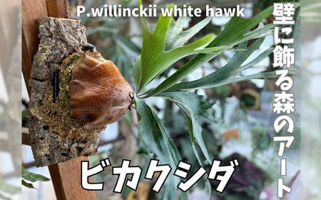 ビカクシダ(コウモリラン)ホワイトホーク P. willinckii white hawk spore
