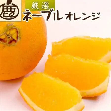 厳選 ネーブルオレンジ1kg+250g(傷み補償分)【光センサー選別】【1646882】