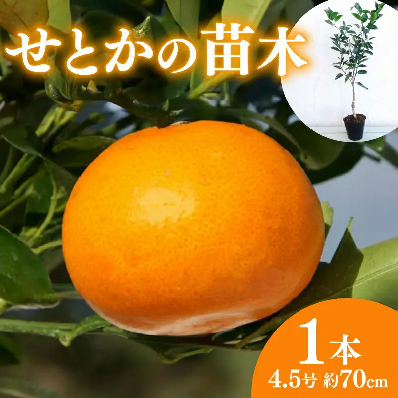 果樹 せとか 苗木 果樹苗 柑橘類 蜜柑 ミカン みかんの木 家庭菜園 植物 果物 くだもの 静岡県 藤枝市