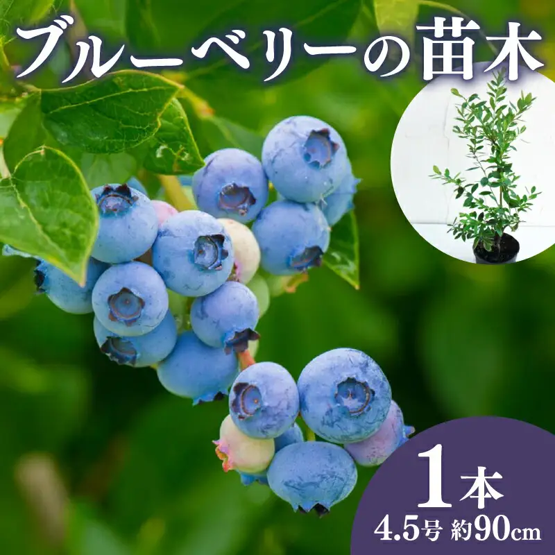 ブルーベリー 苗 苗木 大実 ラビットアイ系 果樹苗 家庭菜園 植物 果物 くだもの 静岡県 藤枝市