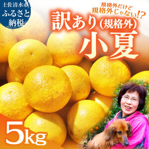 規格外だけど規格外じゃない!? 訳あり 小夏 ５kg 日向夏 みかん ミカン 柑橘 フルーツ 果物 果実 こなつ コナツ ﾆｭｰｻﾏｰｵﾚﾝｼﾞ おいしい 美味しい ワケアリ 自宅用 ご家庭用 高知県 井村農園【R01487】