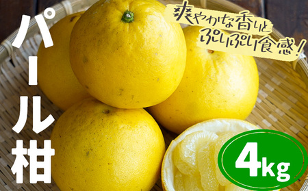 【2027年先行予約】パール柑 4kg 天草 苓北 みかん フルーツ ミカン 《2027年3月上旬-4月中旬頃出荷予定》都呂々みかん