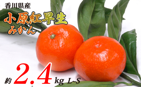 小原紅早生みかん 約2.4kg L~Sサイズ 常温 先行予約