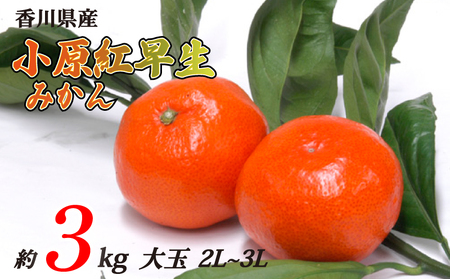 小原紅早生みかん 約3kg 大玉 2L~3Lサイズ 常温 先行予約