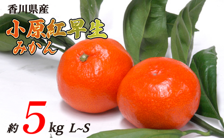 小原紅早生みかん 約5kg L~Sサイズ 常温 先行予約