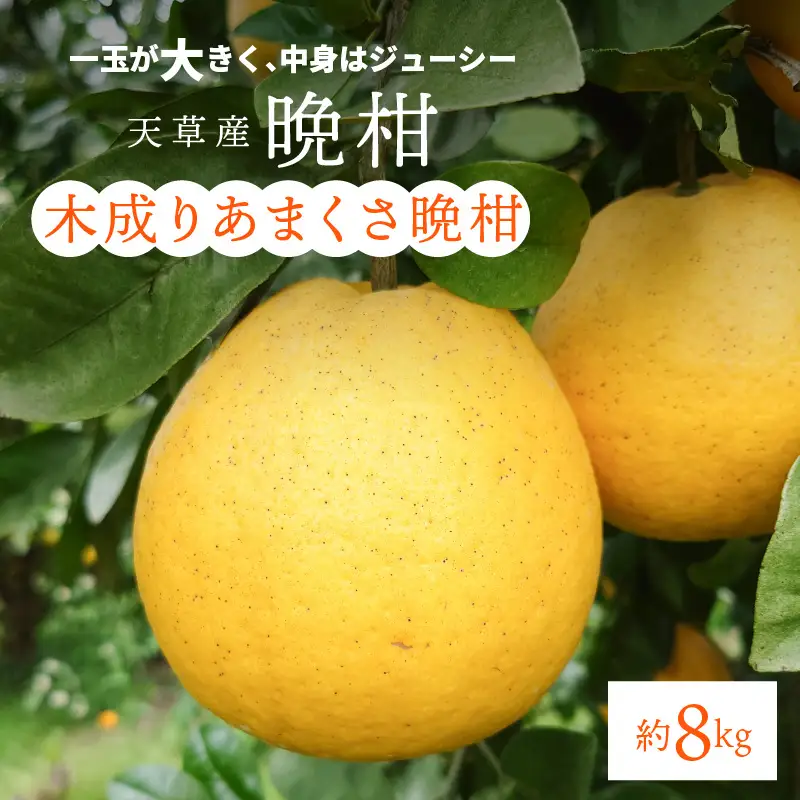 S153-003_熊本県天草産木成りあまくさ晩柑 約8kg