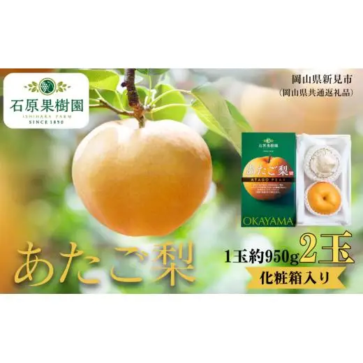 あたご梨 2玉 贈答 化粧箱 赤秀 約950g玉【先行予約 2026年11月中旬から順次発送】