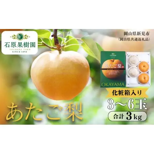 あたご梨 3kg 贈答 化粧箱 赤秀 3～6玉 【先行予約 2026年11月中旬から順次発送】