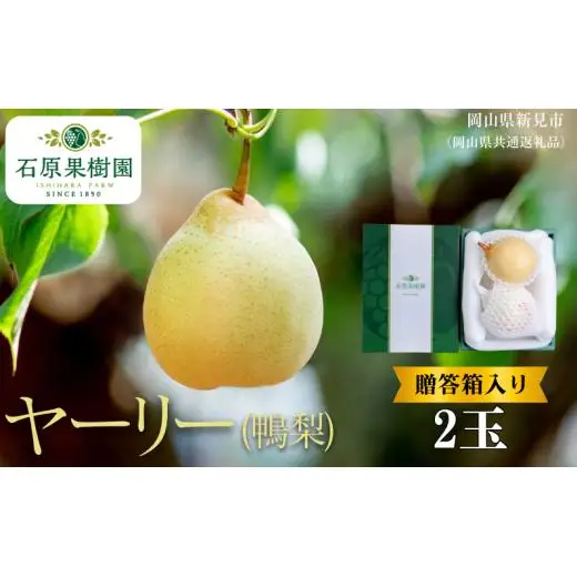 ヤーリー (鴨梨) 2玉 贈答箱 赤秀【先行予約 2026年11月中旬から順次発送】