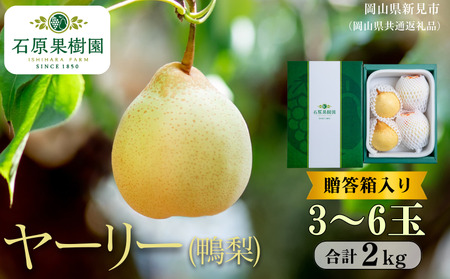 ヤーリー (鴨梨)  2kg 贈答箱 赤秀 3～6玉【先行予約 2026年11月中旬から順次発送】