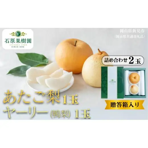 詰め合わせ 2玉 贈答箱 赤秀 あたご梨1玉・ヤーリー(鴨梨)1玉 【先行予約 2026年11月中旬から順次発送】