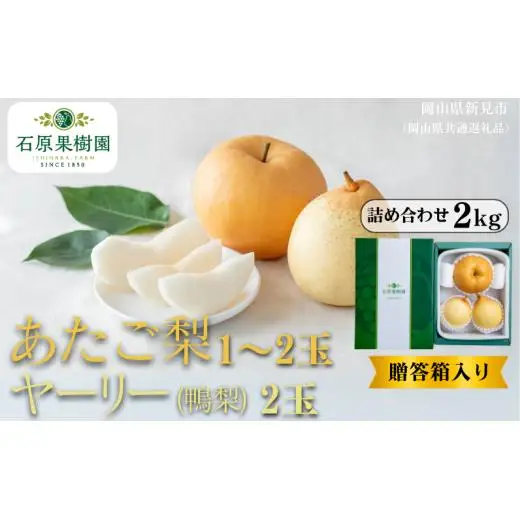 詰め合わせ 2kg 贈答箱 赤秀 あたご梨1～2玉・ヤーリー(鴨梨)2玉 【先行予約 2026年11月中旬から順次発送】