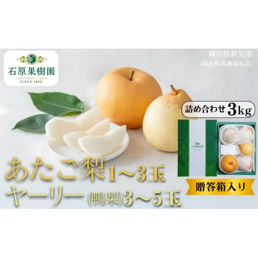詰め合わせ 3kg 贈答箱 赤秀 あたご梨1～3玉・ヤーリー(鴨梨)3～5玉 【先行予約 2026年11月中旬から順次発送】