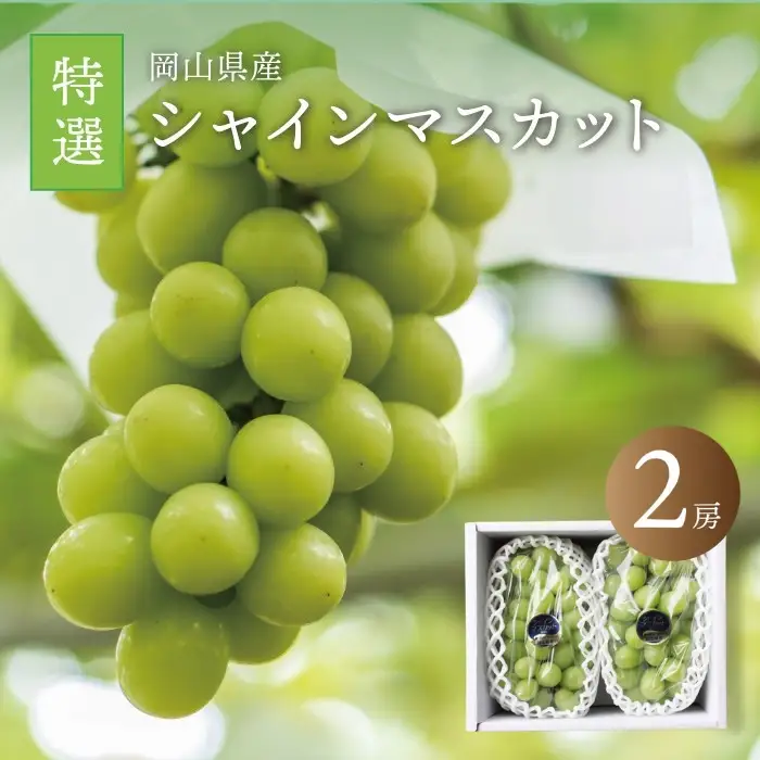 真庭市産 シャインマスカット 特選大房２房 / (2026年9月中旬以降発送予定) 【配送不可地域：北海道／沖縄県／離島】  shine02 【jujy006-02】