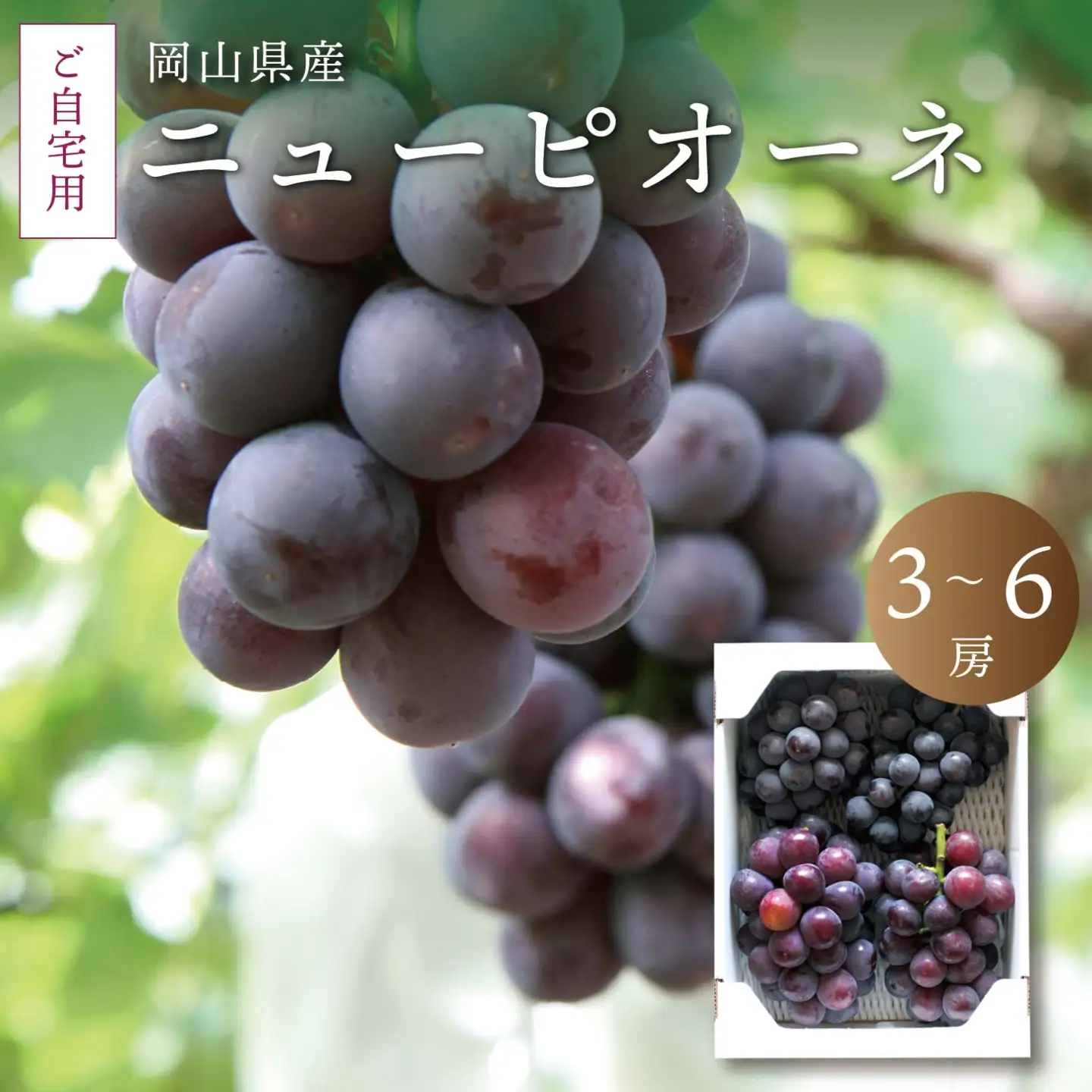真庭市産 ニューピオーネ 自宅用 3～6房 /  (2026年8月中旬以降発送予定) ぶどう 自宅用 訳あり 岡山 真庭 ピオーネ 真庭市 大粒 葡萄 果物 フルーツ 濃厚 ピオーネ 人気 数量限定 黒ぶどう 大粒 種なし スイーツ 【配送不可地域：北海道／沖縄県／離島】【jujy007-02】 